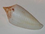 Conus Alabaster